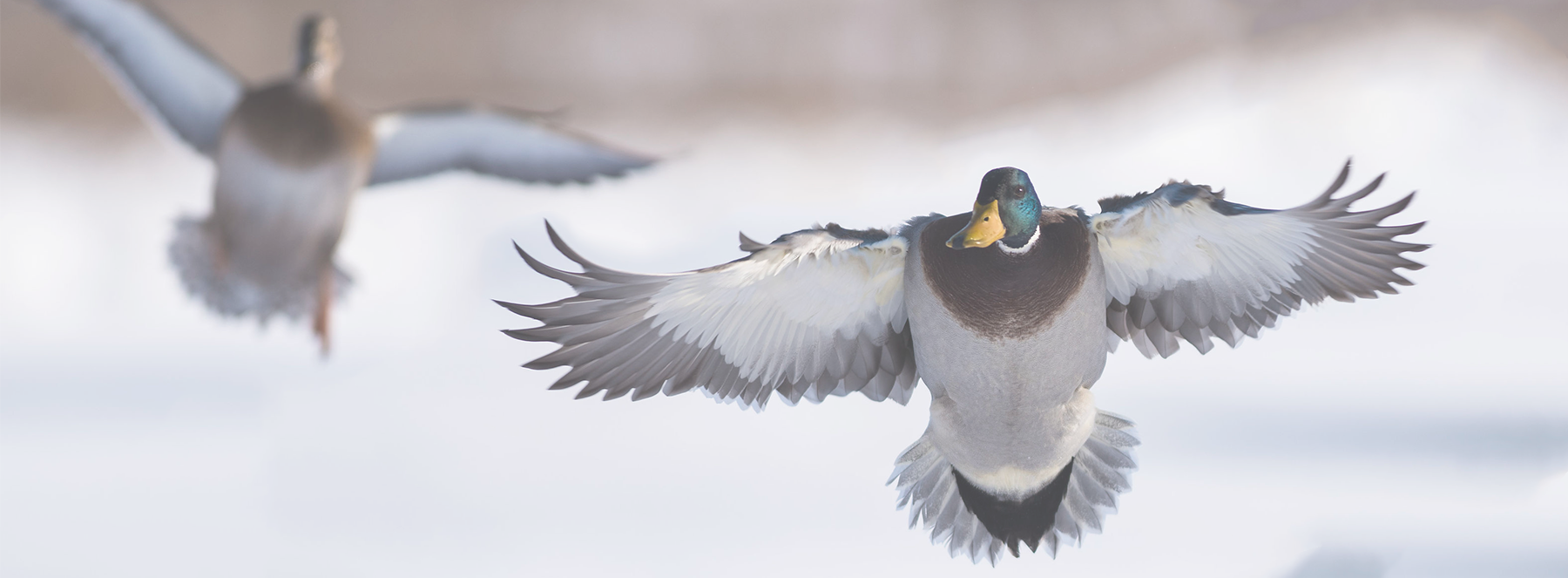 Duck Hunting Guides North Dakota Goose Hunting Guides North Dakota